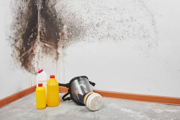 Best Commercial Mold Removal  in Nashua, IA