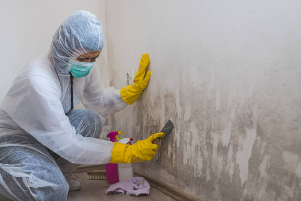 Best Office Mold Removal Services  in Nashua, IA