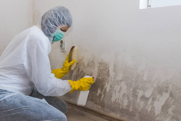 Best Residential Mold Removal  in Nashua, IA