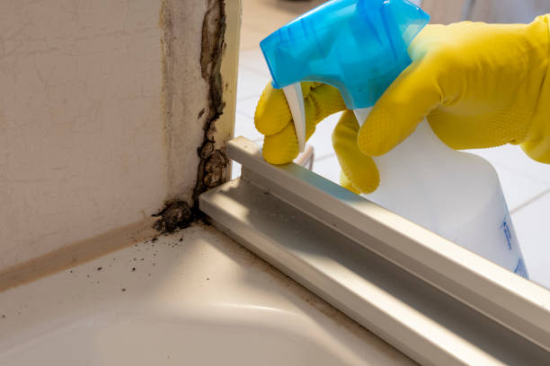 Best Mold Remediation  in Nashua, IA