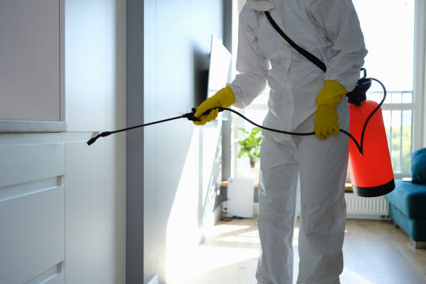 Best Mold Removal Company Near Me  in Nashua, IA