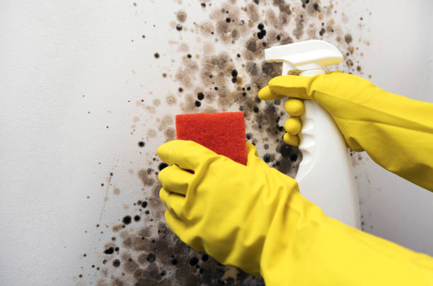 Best Fast Mold Removal  in Nashua, IA