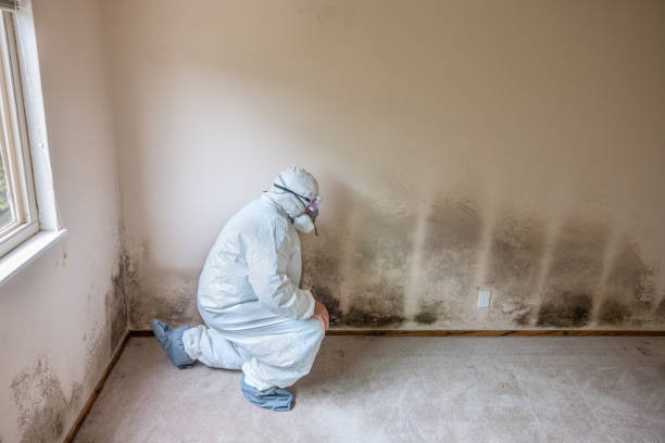 Best Mold Cleaning Services  in Nashua, IA