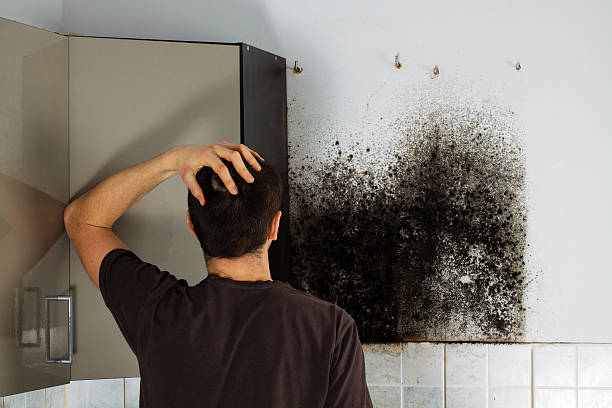 Best Mold Damage Repair  in Nashua, IA
