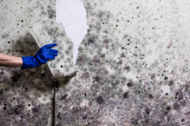 Professional Mold Removal in Nashua, IA