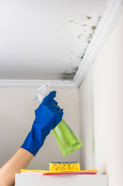 Best Mold Damage Repair  in Nashua, IA