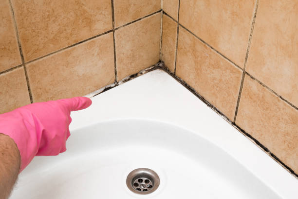 Best Emergency Mold Removal  in Nashua, IA